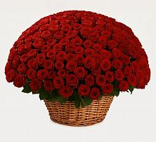 Премиум букет из: Розы в Нюксенице